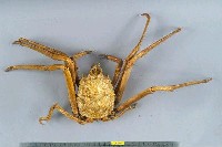 藏品(巨螯擬人面蟹)的圖片